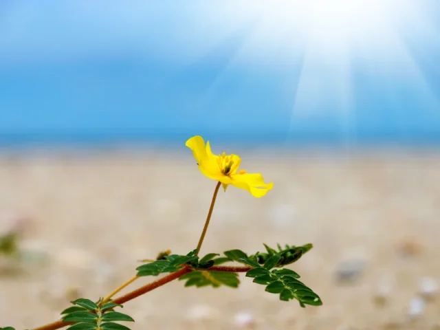 Бабини зъби