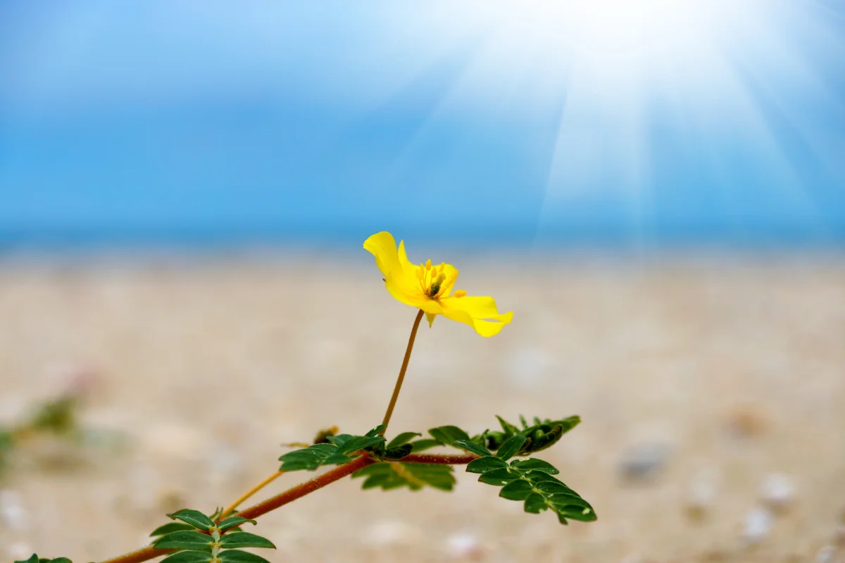 Бабини зъби