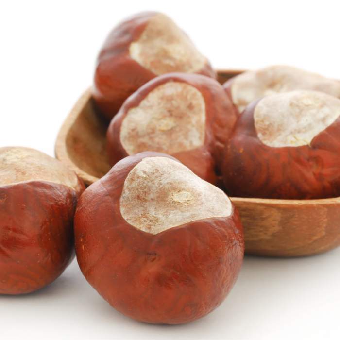 Конски кестен: Какво казва науката и защо остава сред най-ценените растения