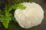 Гъба Лъвска грива (Lion’s mane) върху дърво – естествен източник на биоактивни съединения