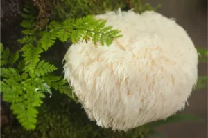 Гъба Лъвска грива (Lion’s mane) върху дърво – естествен източник на биоактивни съединения
