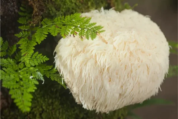 Гъба Лъвска грива (Lion’s mane) върху дърво – естествен източник на биоактивни съединения